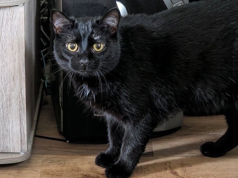 Freddy, a black and very round young cat with big golden eyes, standing square on the wood floor.