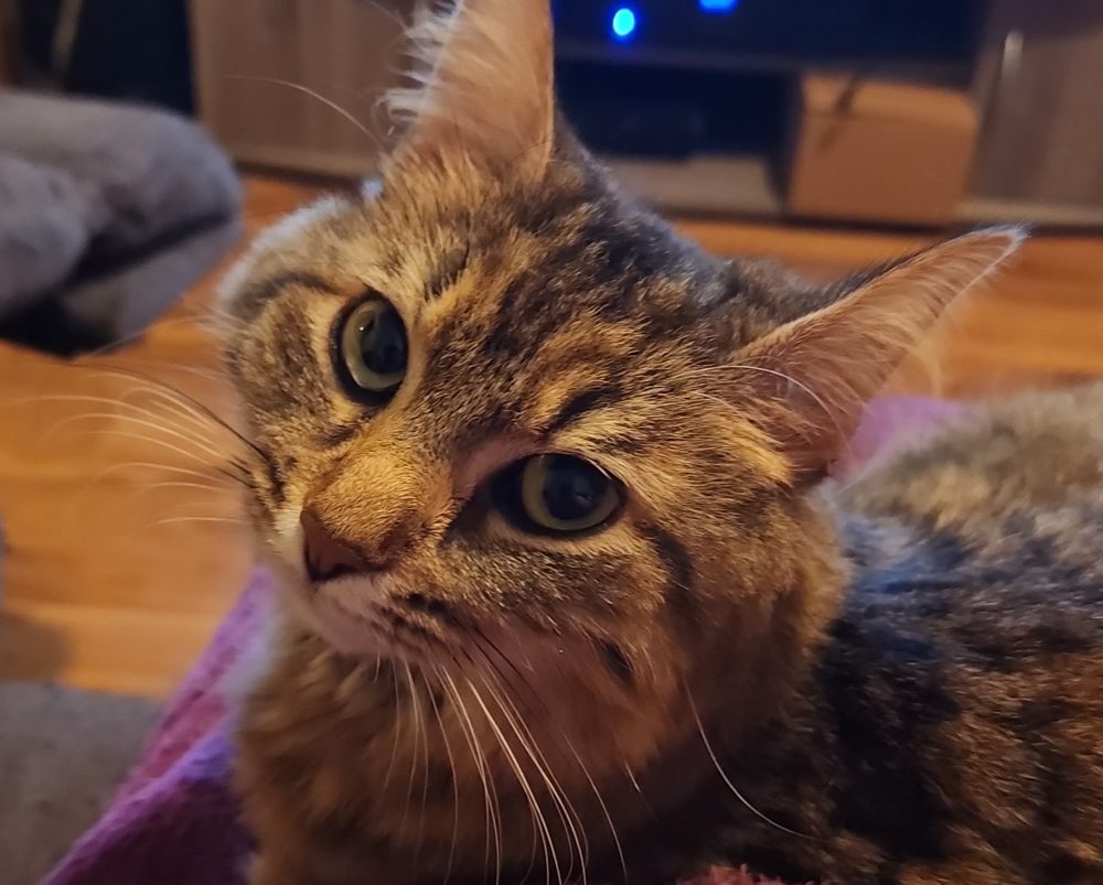 Lana, a warm light-brown long-haired tabby with enormous round gold-green eyes and very long white whiskers, tilting her head at the camera.