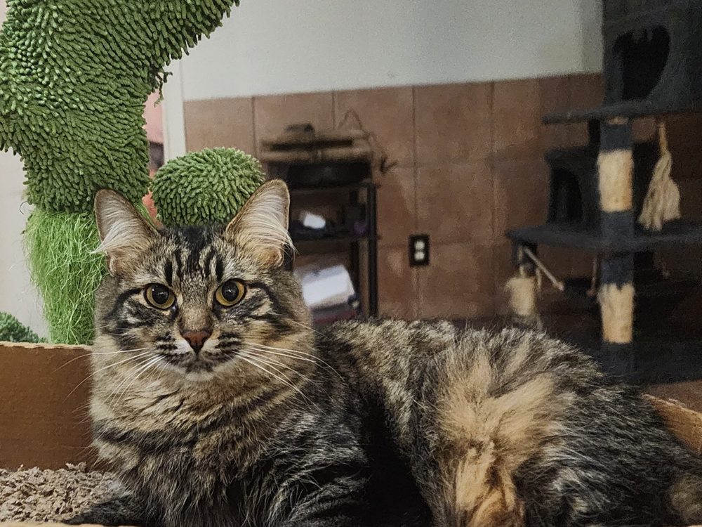 Nora, called Nizzy, a plush long-haired tabby with golden eyes and a full ruff, reclining beside a green cactus scratcher.